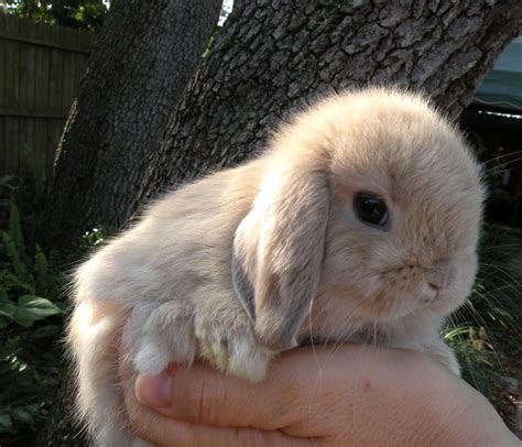 Hi, I have Mini Lops for sale. . Holland lop bunny for sale near me